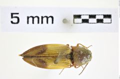 Foto (Dorsalansicht) von Stropenron hamata (Say, 1834) (NHMW-ZOO-COL-0008356)
